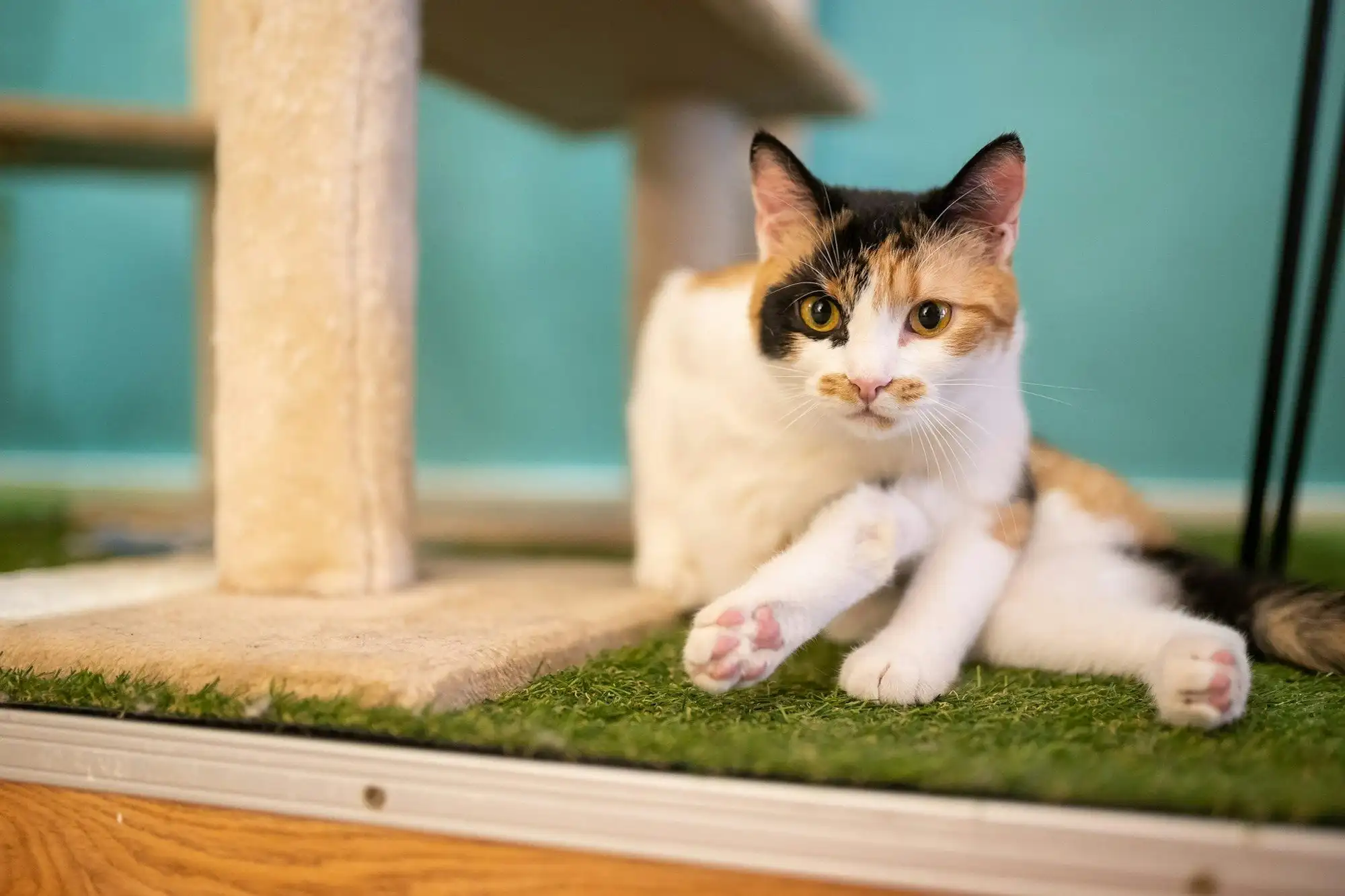 Pirate, the museum’s calico cat, lying on a cat tree in front of a turquoise wall at Cat Museum Budapest