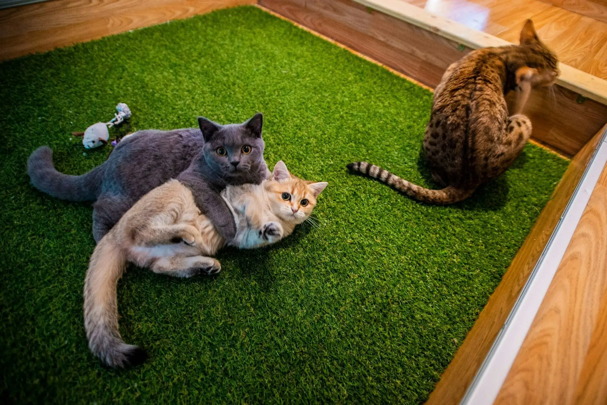 Three of the resident cats, a grey British shorthair, a ginger tabby and a Bengal, on the artificial-grass platform at Cat Museum Budapest