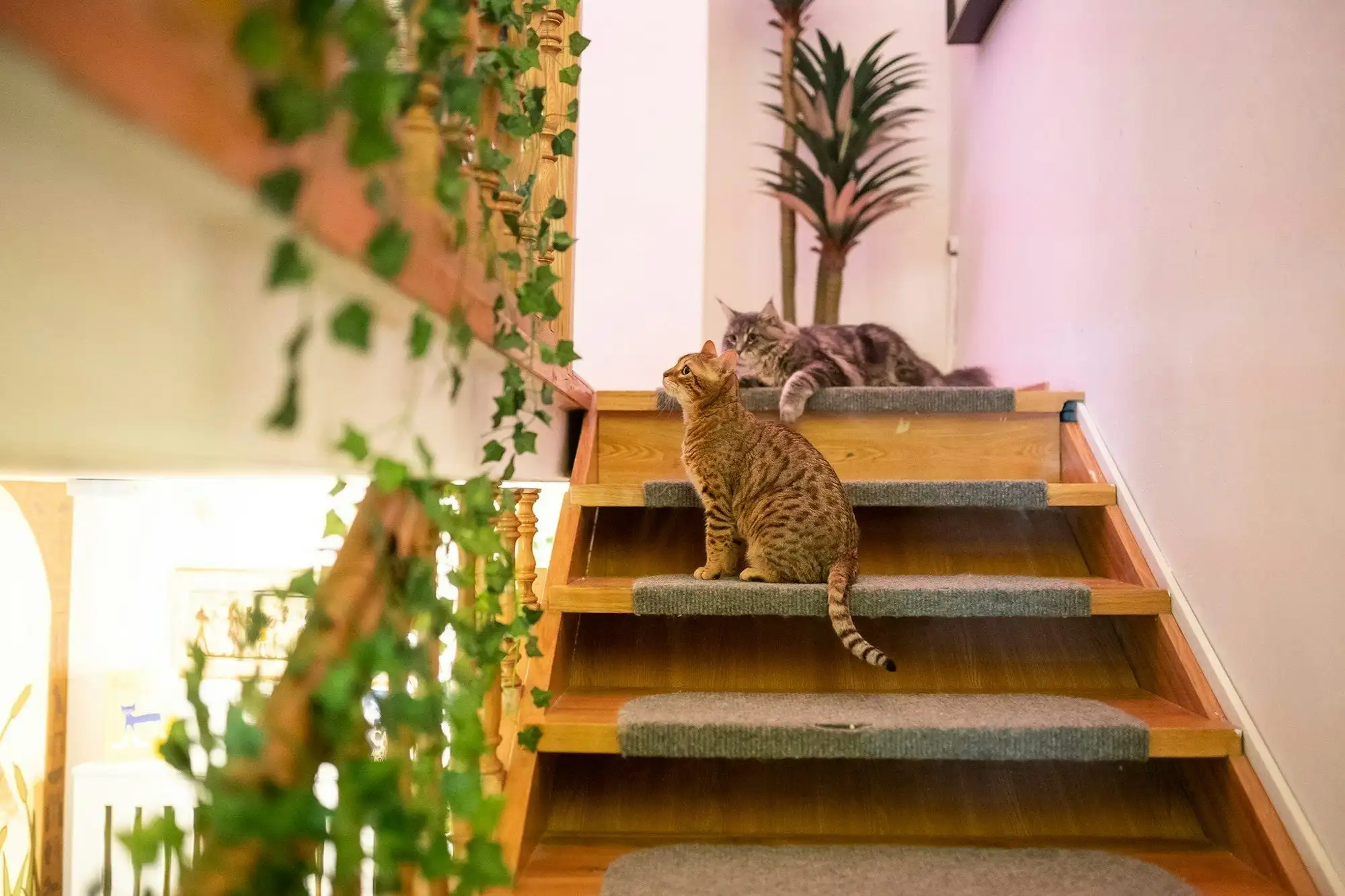 Two cats sitting on the internal stairs of the Cat Museum in Budapest