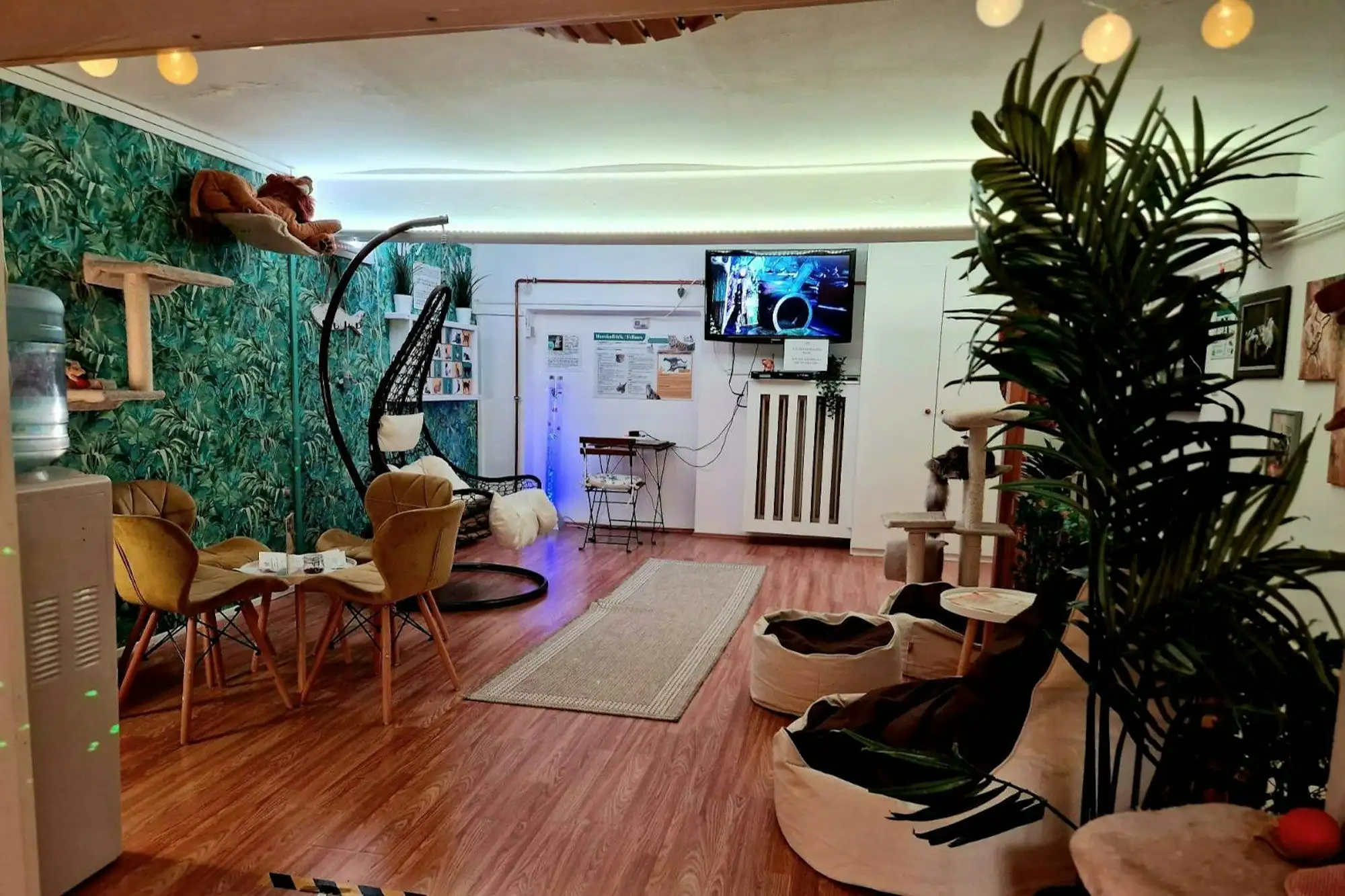 The upstairs Jungle Room at Cat Museum Budapest, with leaf-print wallpaper, a hanging chair, cat trees and beanbags