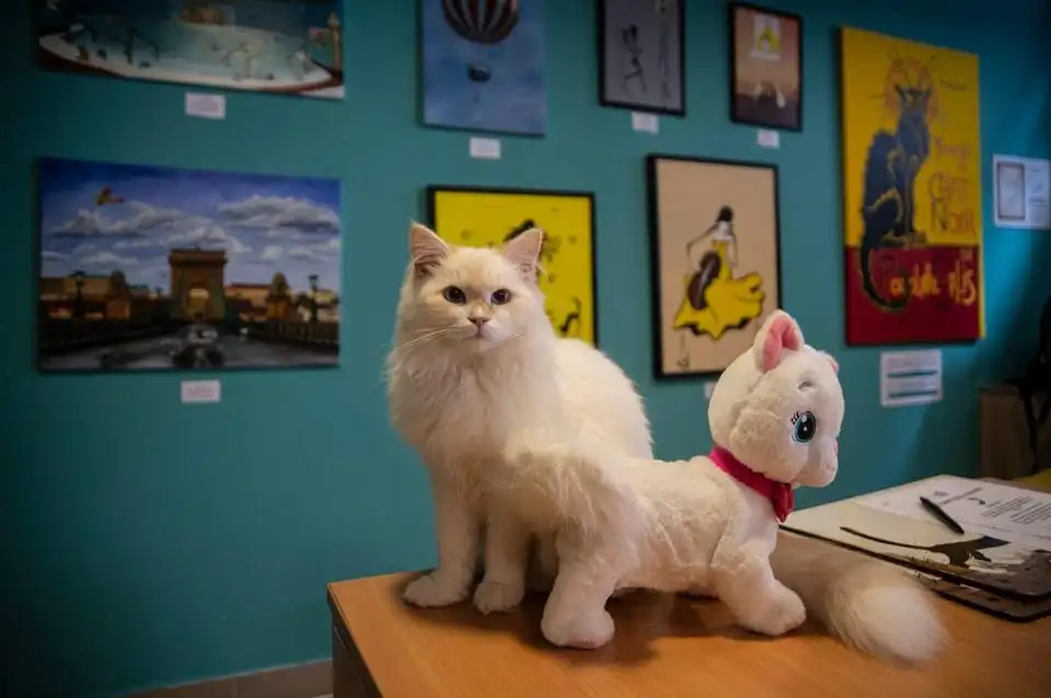 A white long-haired cat and a plush cat on a table in front of the painting wall at Cat Museum Budapest, with a picture of a cat on the Chain Bridge behind