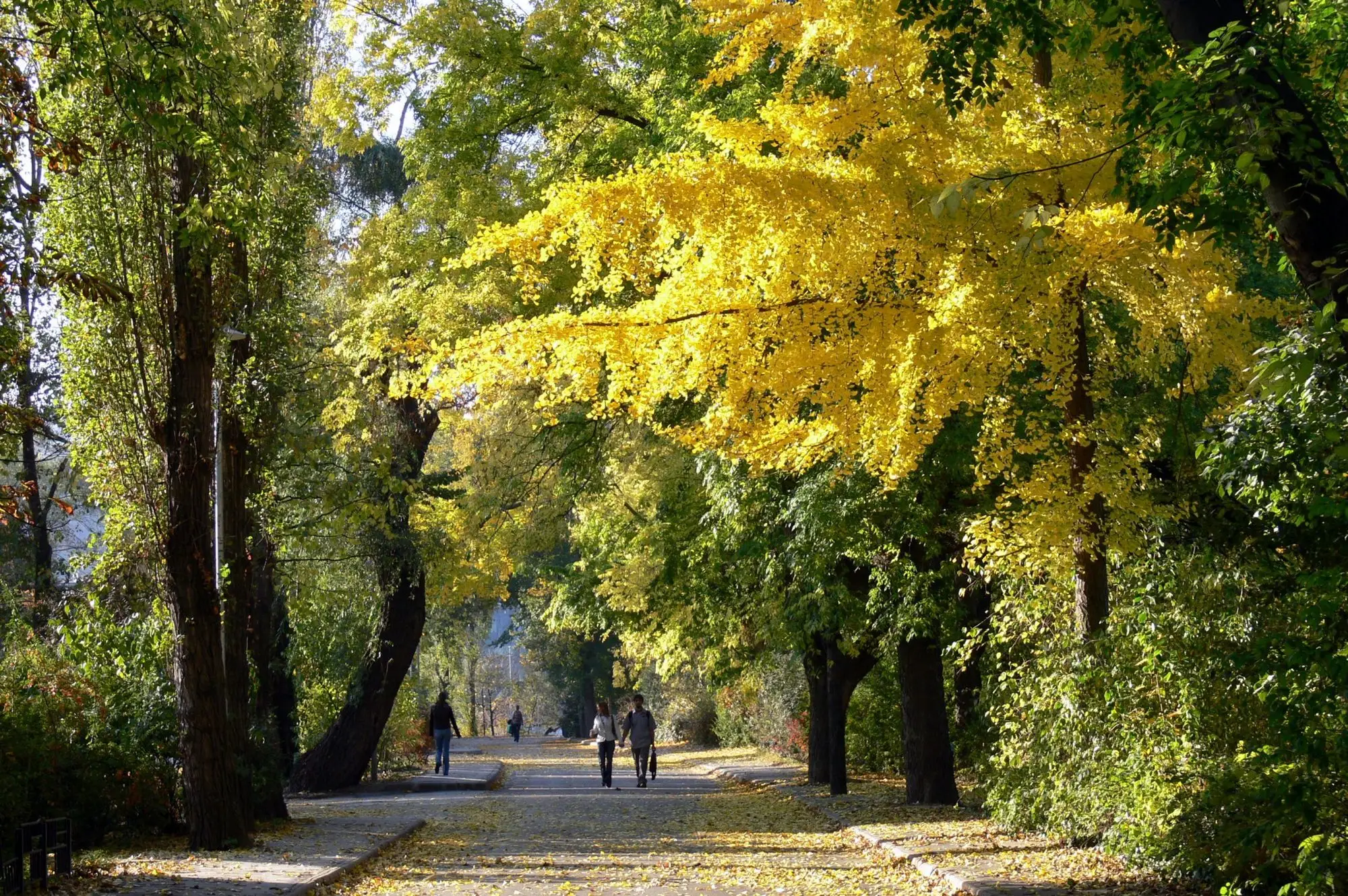 A broad walk under tall trees on Margaret Island in Budapest, with two people walking in autumn sunshine