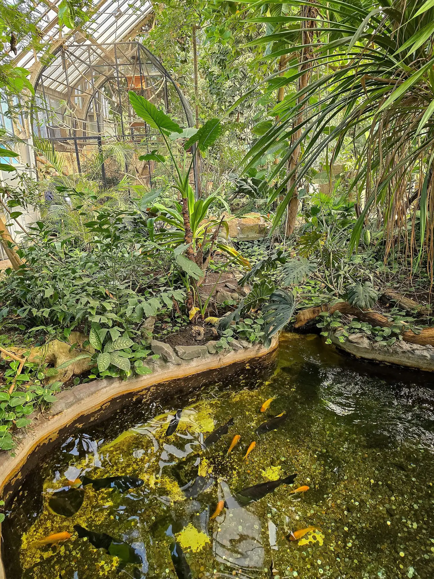 Tropical planting under the glass roof of the Palm House at Budapest Zoo