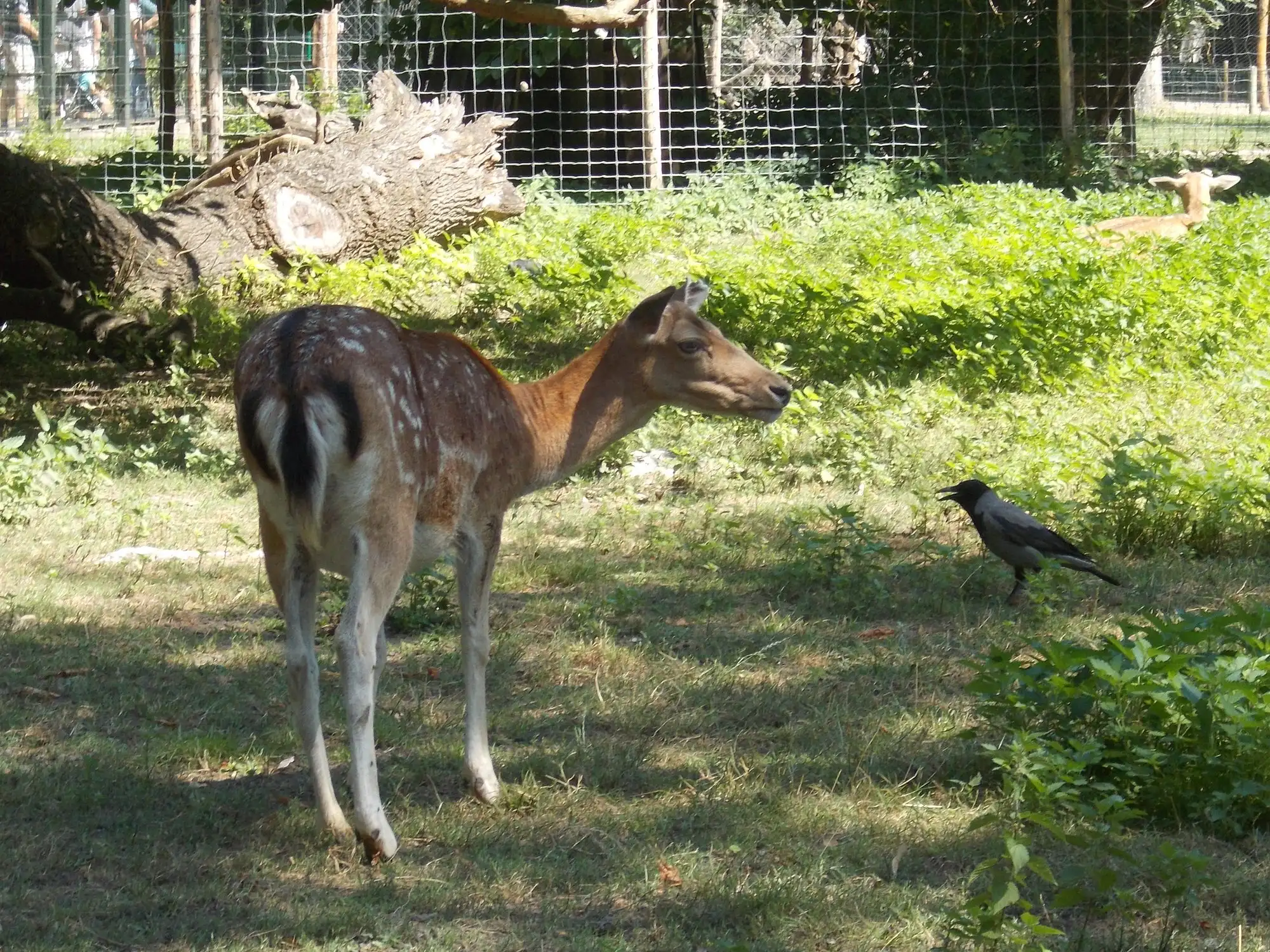 A fallow deer standing on the grass of its wire-fenced enclosure in the small zoo on Margaret Island, a hooded crow beside it and a second deer resting in the undergrowth behind