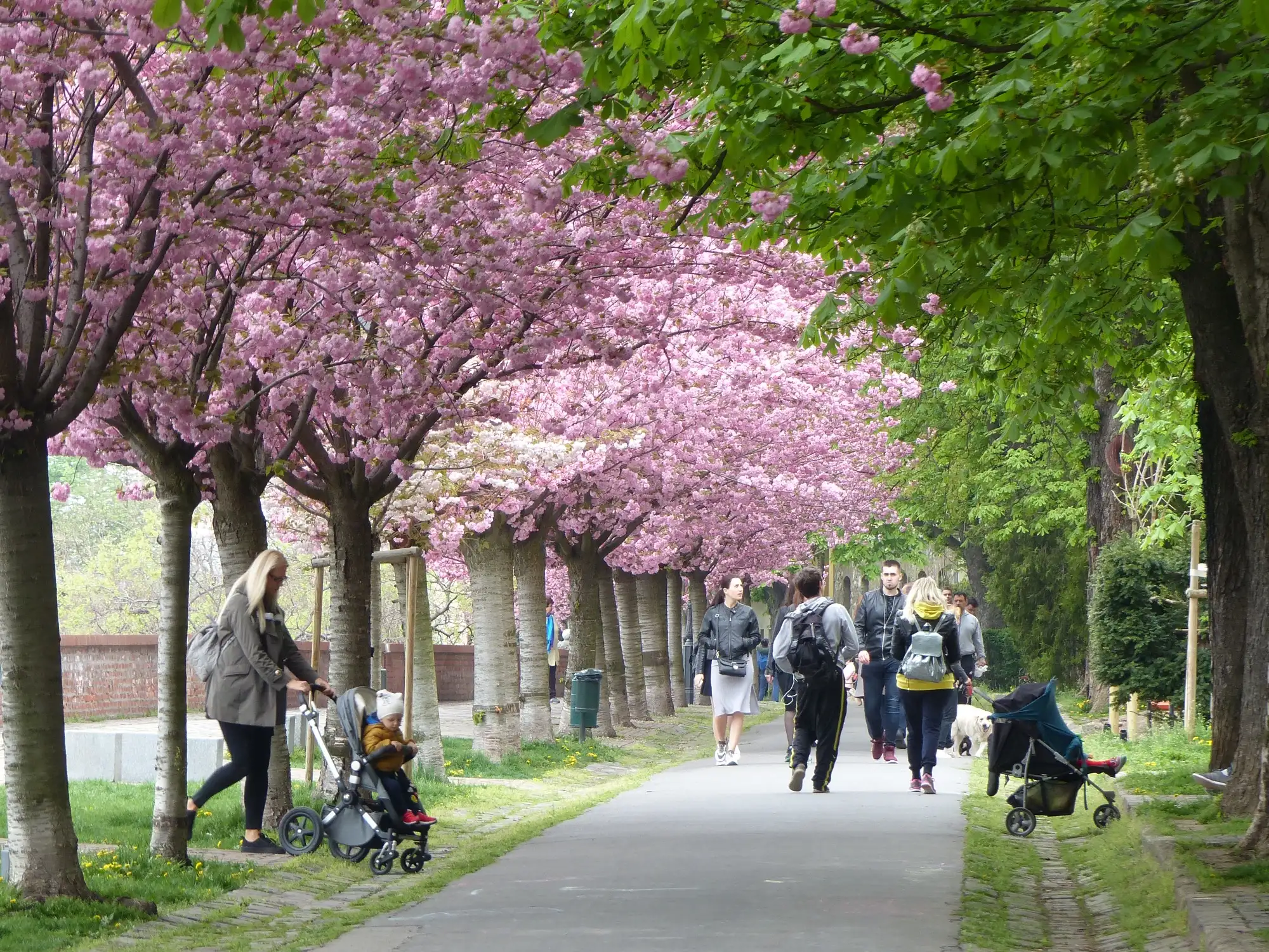 People walking along Tóth Árpád sétány on Buda Castle Hill under an avenue of cherry trees in pink blossom, beside the castle wall
