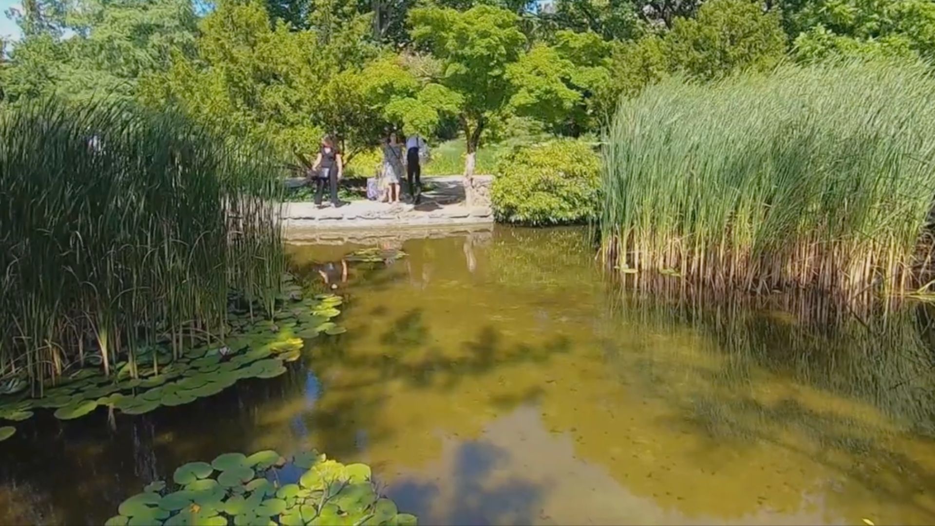 A pond with lily pads and tall grass, surrounded by trees and people walking at the Japanese Garden on Margaret Island in Budapest.