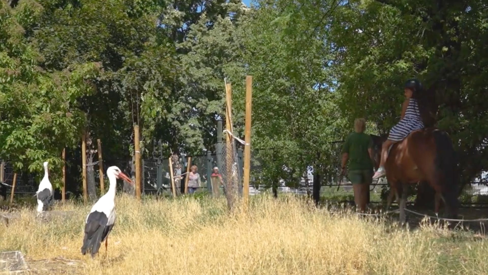 Storks standing in a grassy area with people walking and a child riding a horse in the background at the petting zoo on Margaret Island in Budapest.