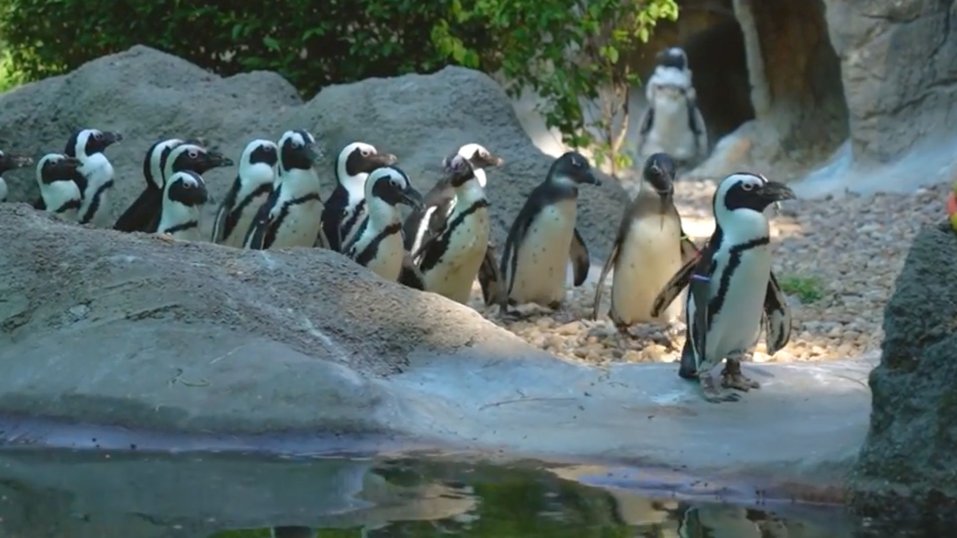 Penguins at the exhibit in Budapest's City Park Zoo, Városliget.