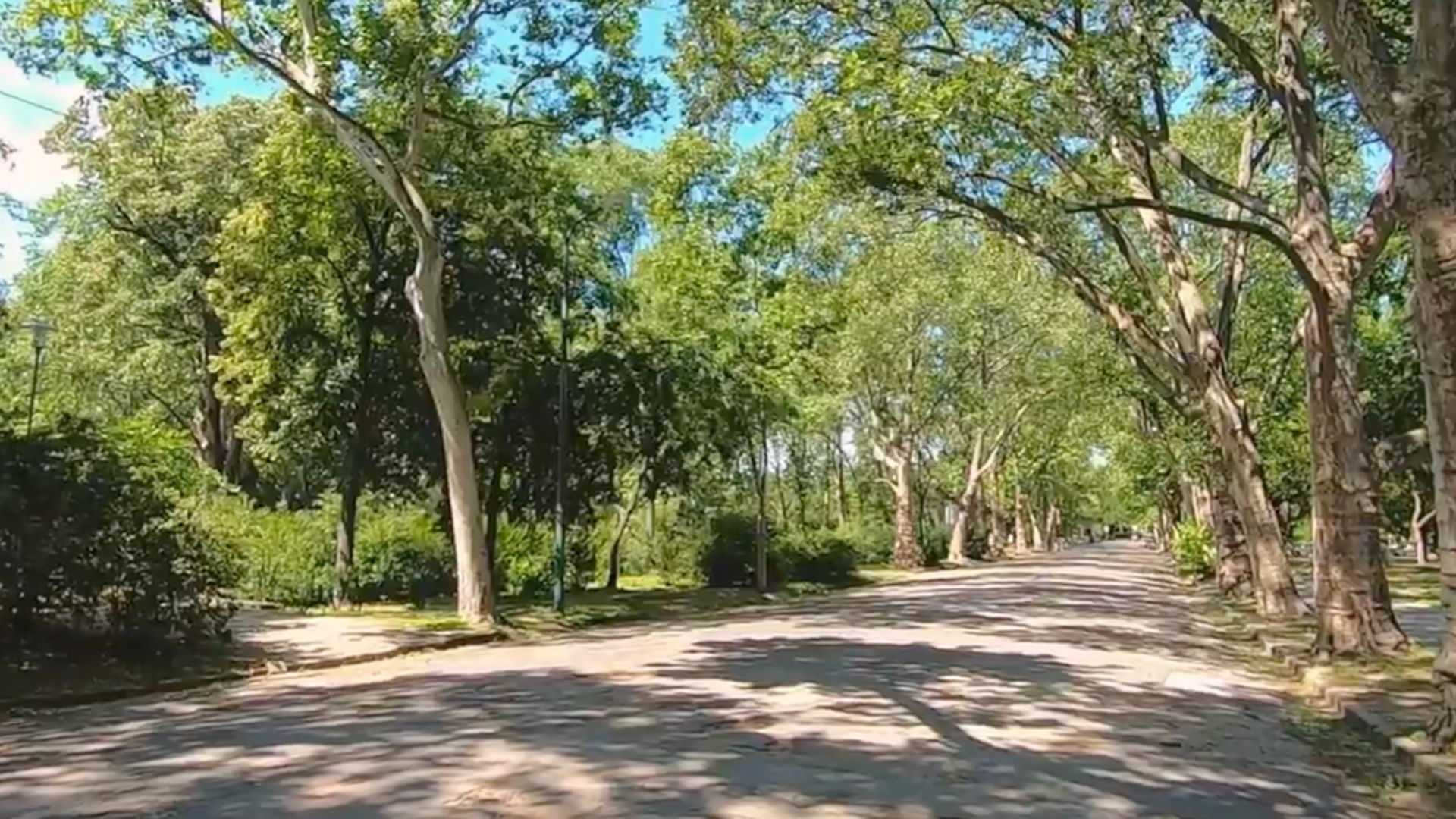 A tree-lined pathway in City Park (Városliget) in Budapest, Hungary.